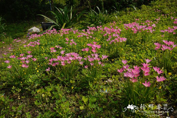 百合花是完全花还是不完全花