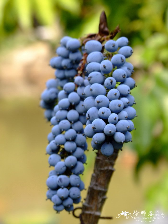 酸性水果