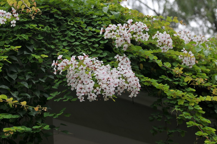 鲜花花卉图文推荐