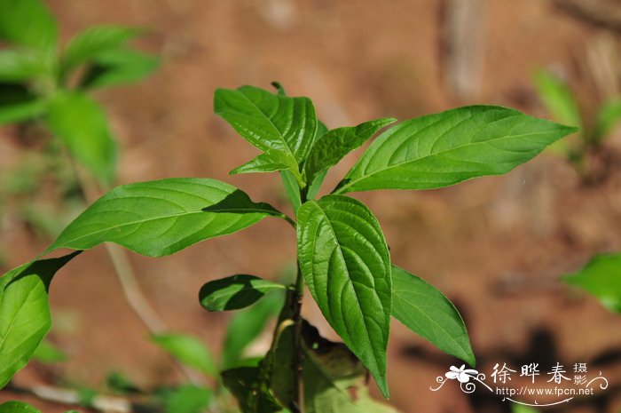 杜鹃花用什么肥料比较好