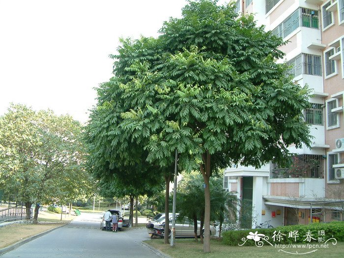 水果名称大全