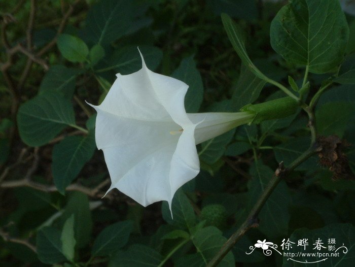 花卉观叶植物