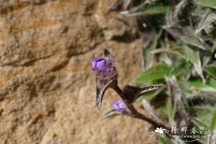 5公分桂花树