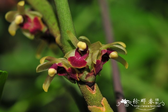 郁金香什么时候开花