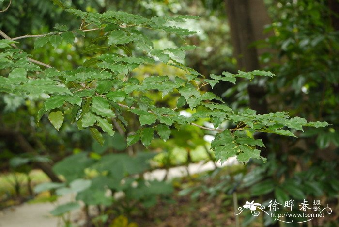 山楂花