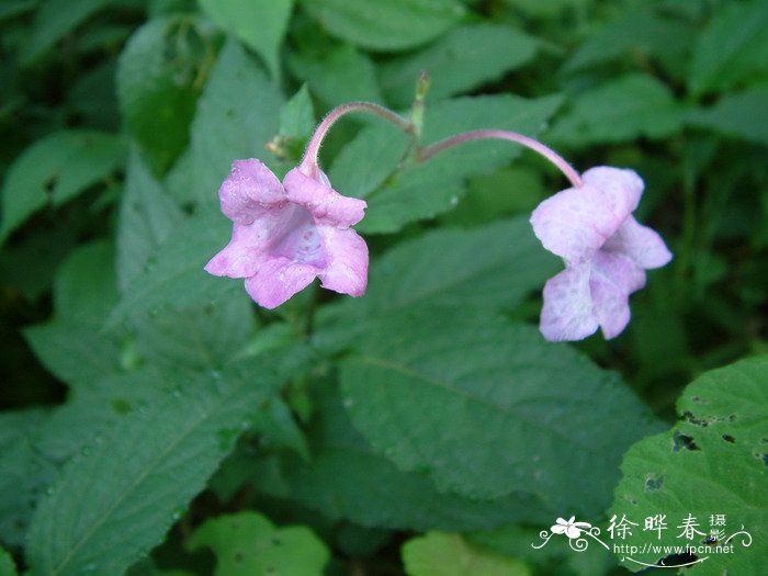 沙漠中有一种植物叫什么