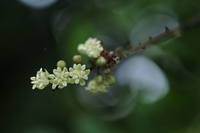 教师节送老师什么花