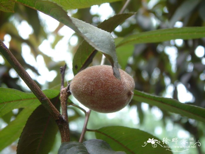 camellia sinensis