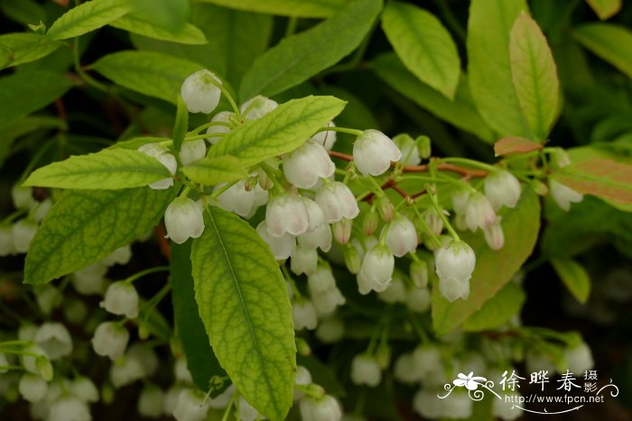 水仙花长什么样