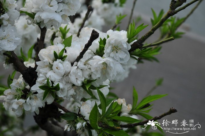 梅花种子种植方法和时间