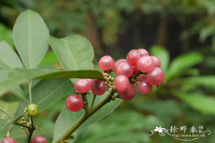 山茶花的习性