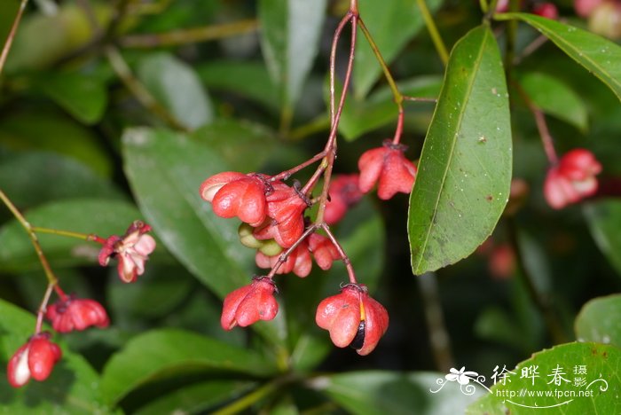 菖蒲花