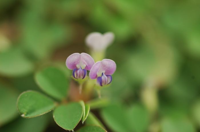 价值十万桂花树图