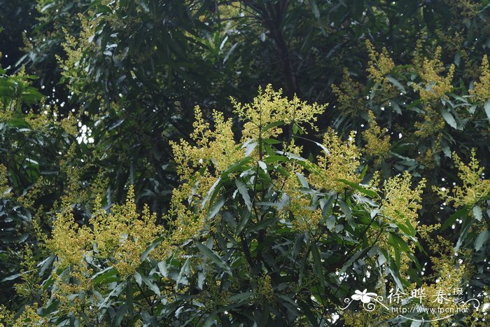 茶花树苗价格