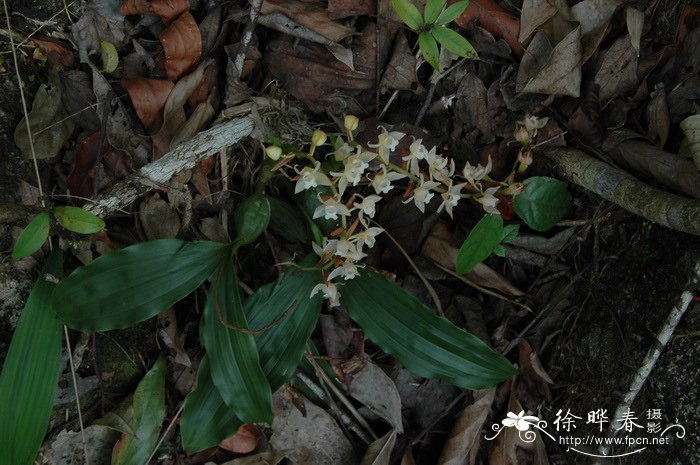 茉莉花茶价格