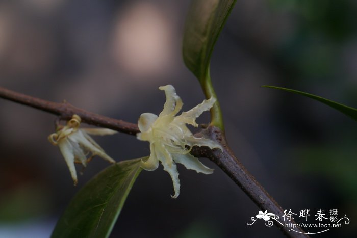 瓜叶菊花