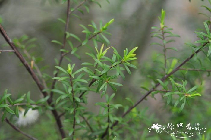 白茶花花语