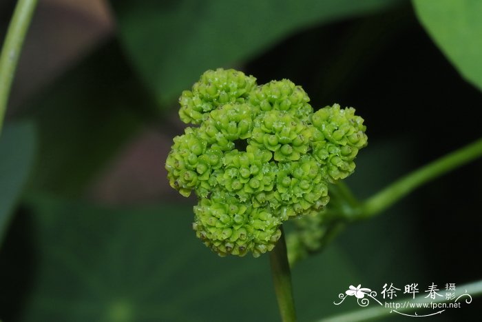 甘蔗几月份种植最好