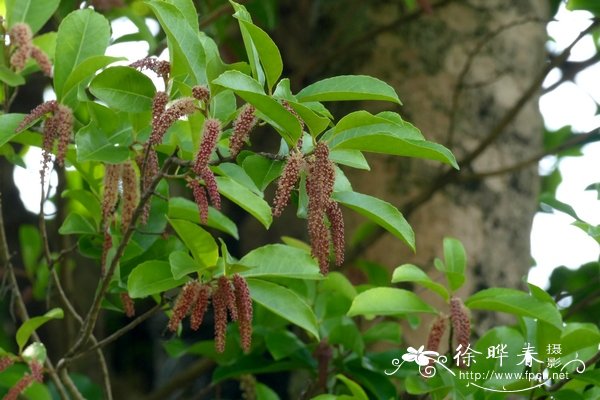 北方桂花树种植技术