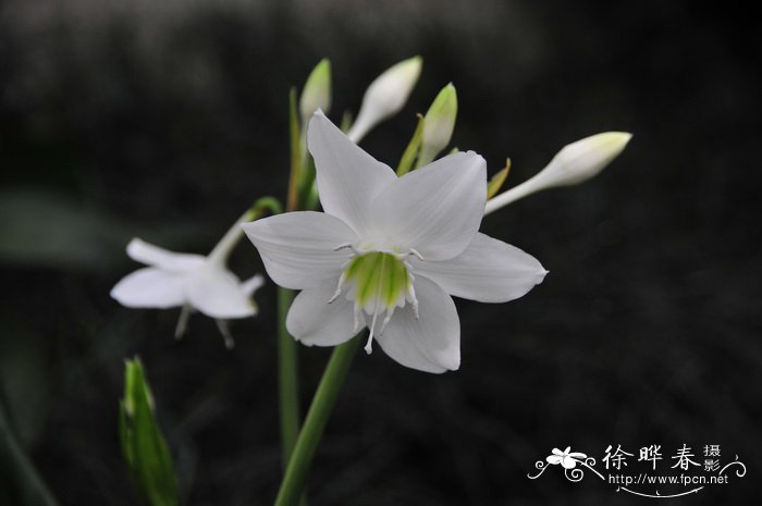 北京的市花是什么