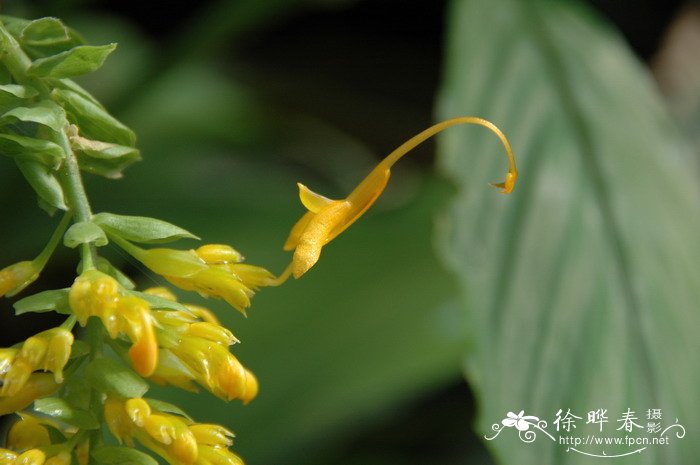 无花果一年结几次果