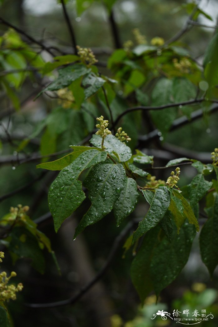 千手观音植物仙人掌