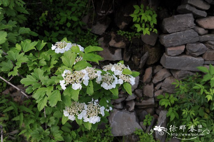 玉树开花吗