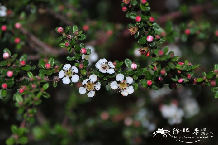 鲜花图片大全