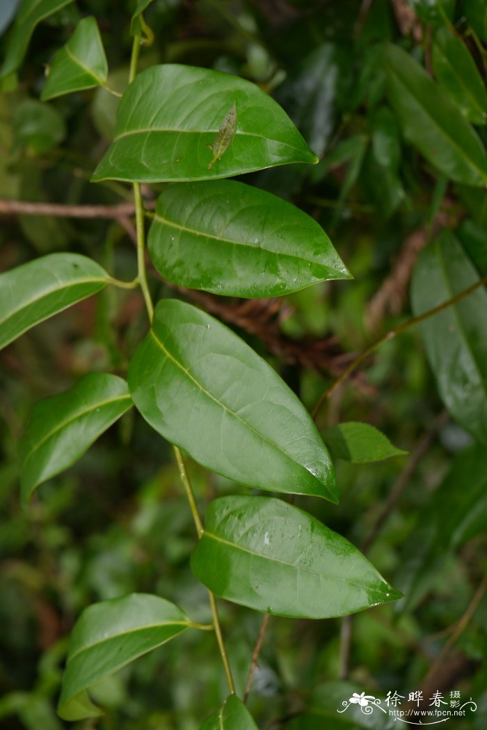 肉桂茶属于什么茶