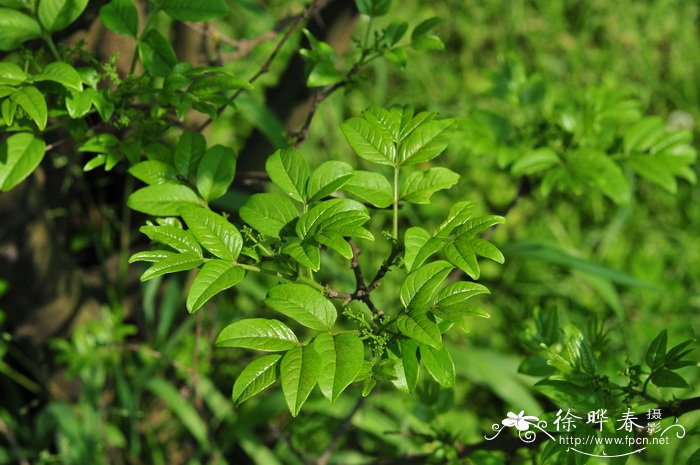 桂花的品种有哪些?分别是什么?