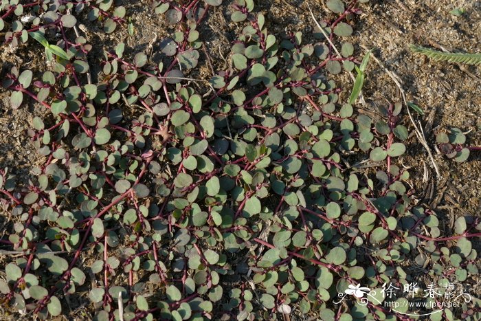 苹果苹果价格