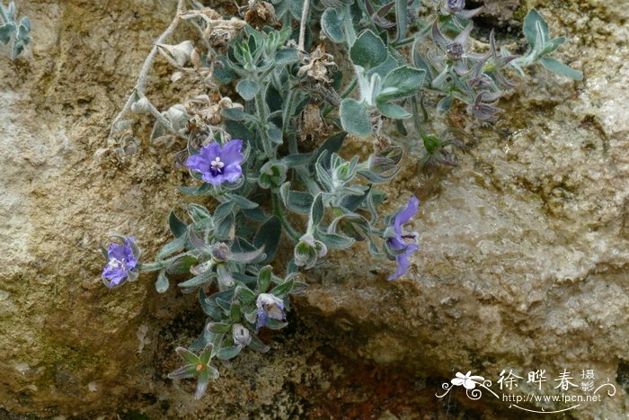 橘子是什么季节的水果