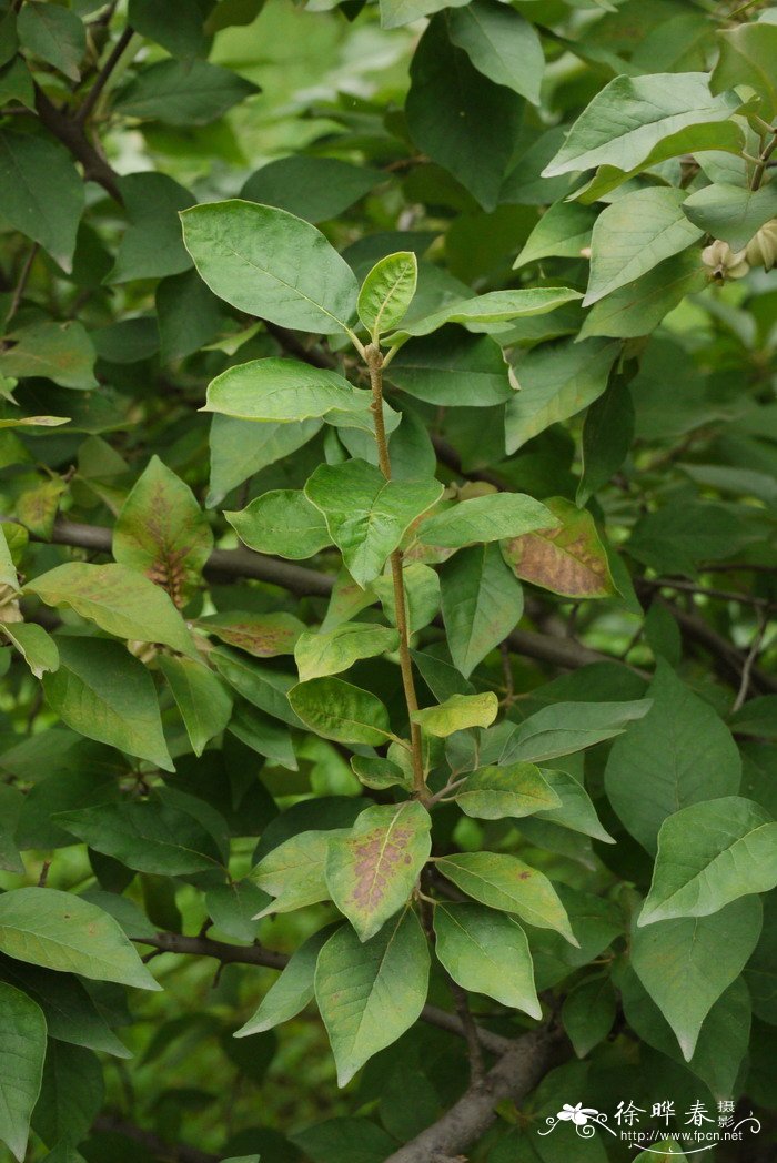 哪里有种植花买