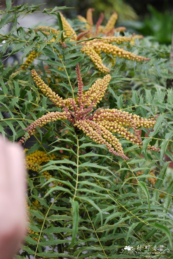 水仙花长什么样