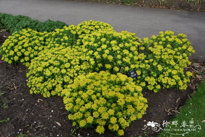 迷迭香花