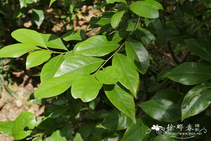 从化杨梅节