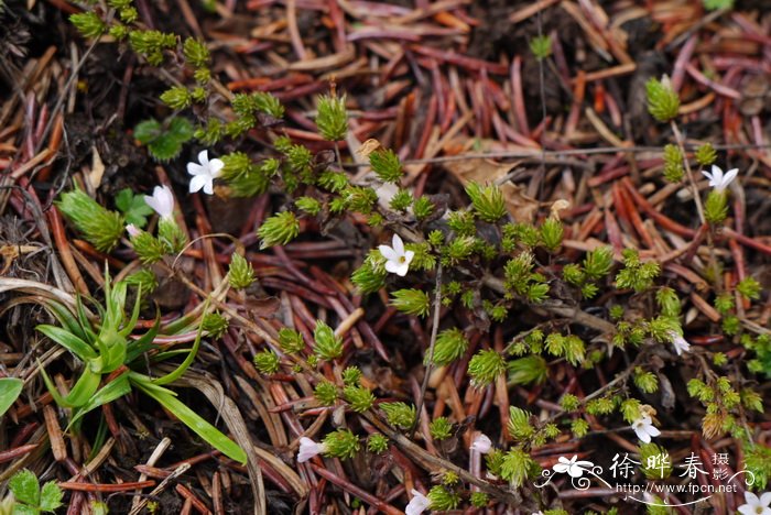 苹果苗求购