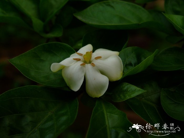 野芭蕉