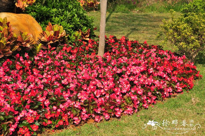 室内水培植物100种图片名称