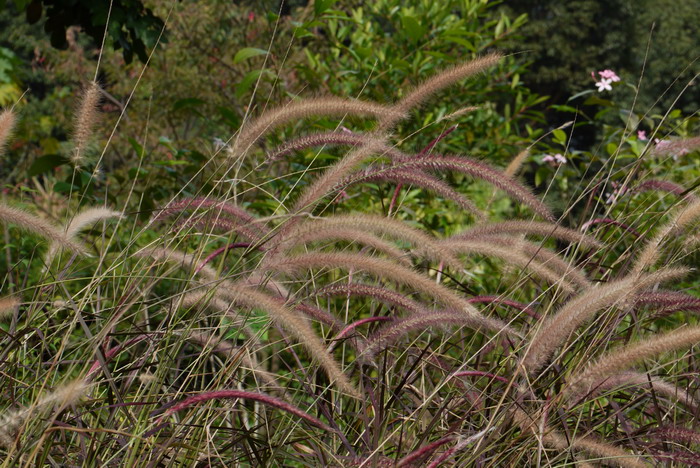 茉莉花茶价格