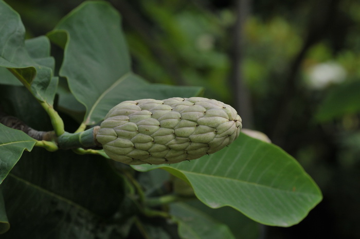 盆栽花卉大全