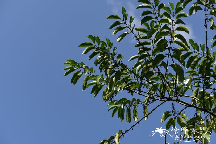 郁金香种子怎么种植方法