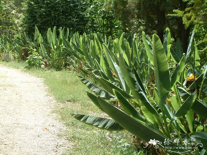 车厘子和樱桃有啥区别