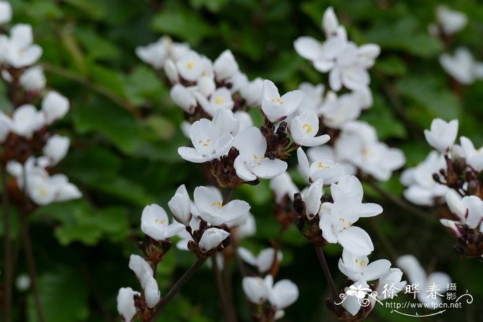 风信子的花语和寓意