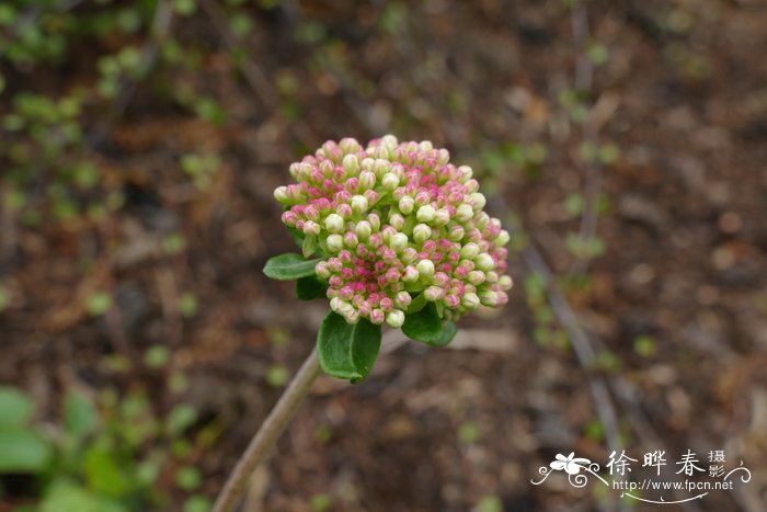 百合花是完全花还是不完全花