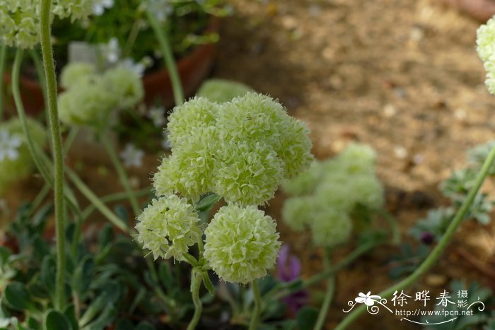 野豌豆草图片