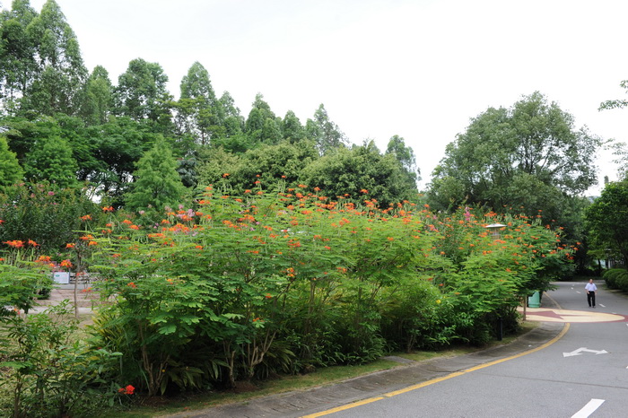 白色郁金香的花语