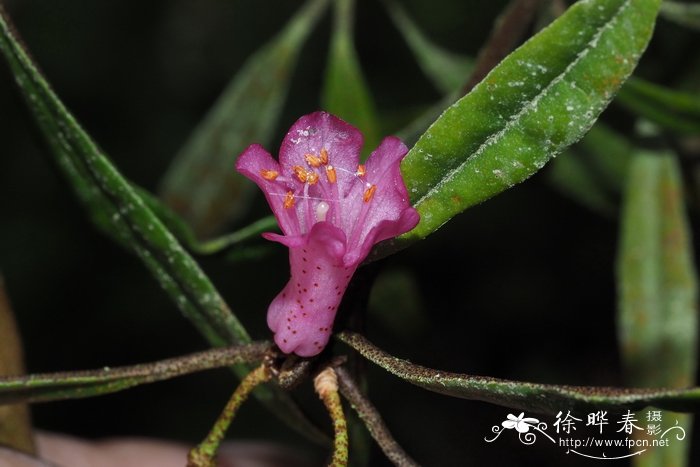 草花品种大全