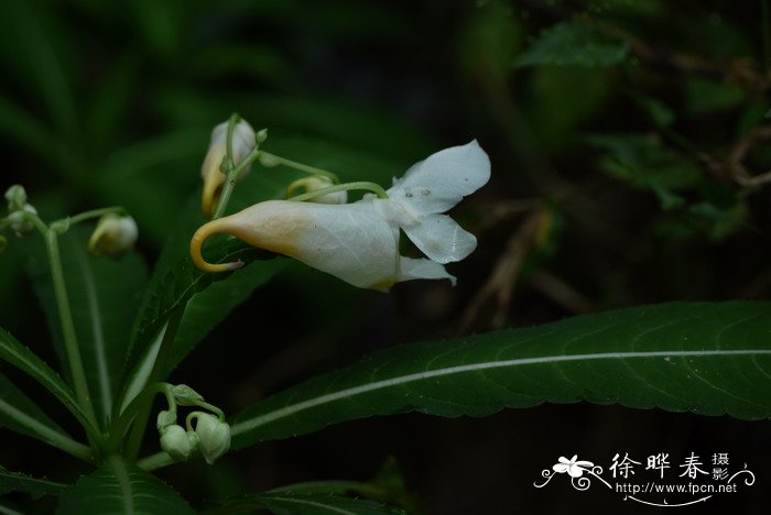 兰花换盆后什么时间浇水