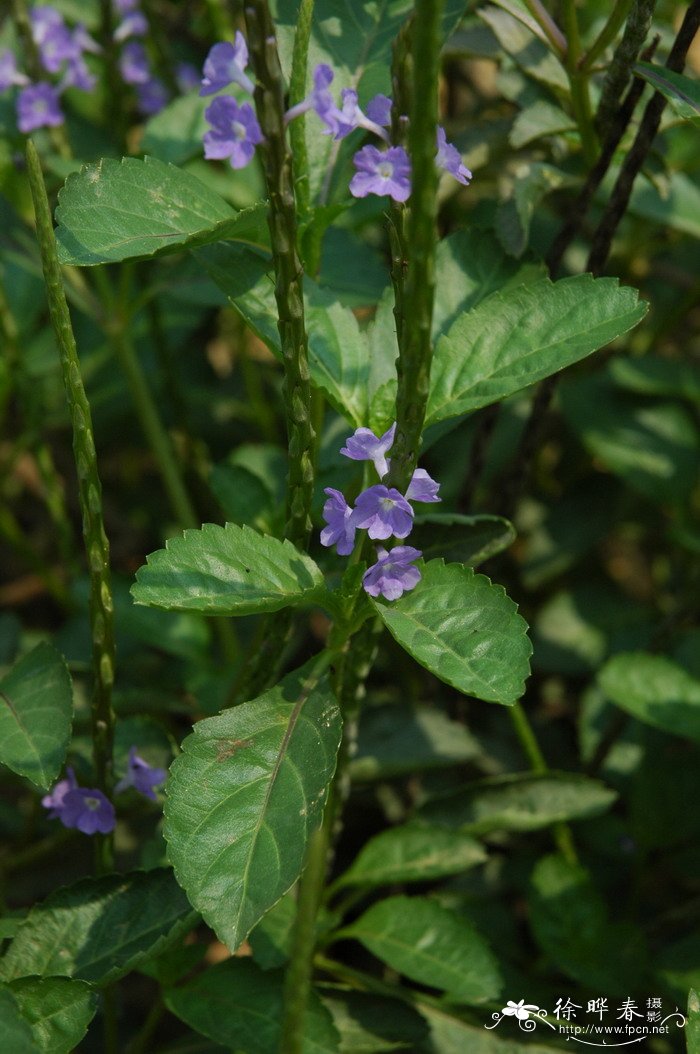 玉树开花吗